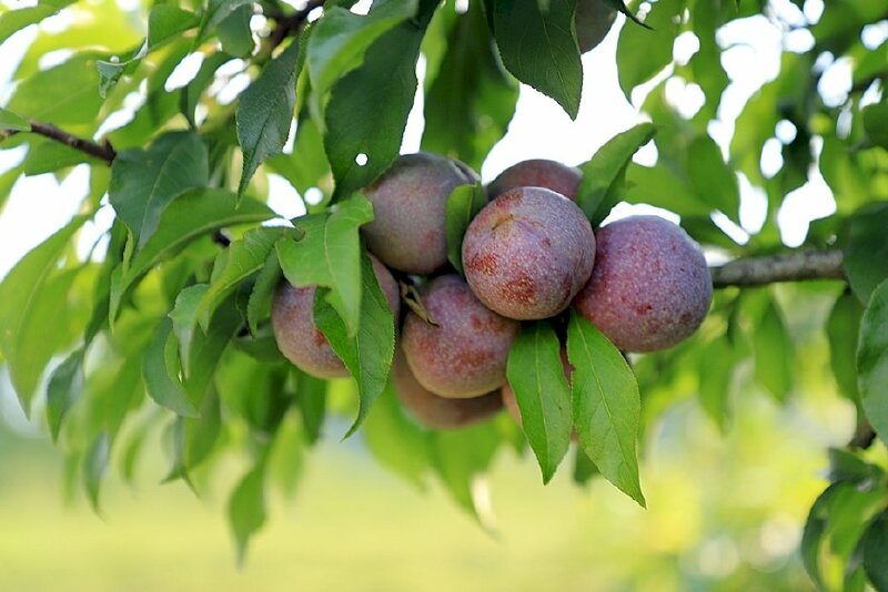 plum