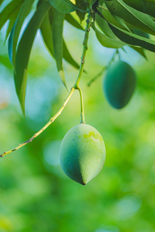 mango