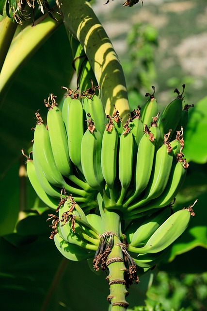 banana