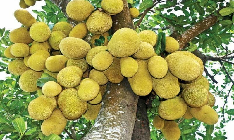jackfruit