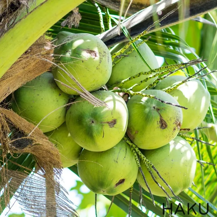 coconut