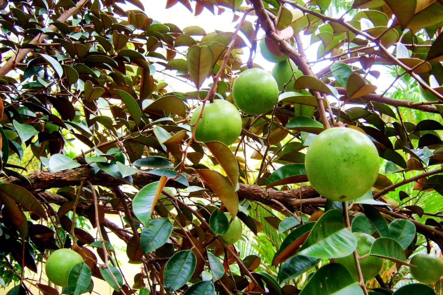 star apple